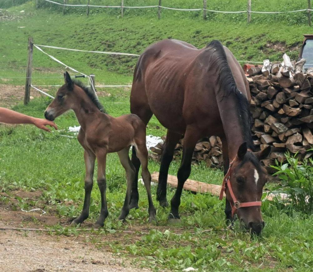 Tourist Farm Pr' Maretc Apartment Bohinjska Bistrica Ngoại thất bức ảnh